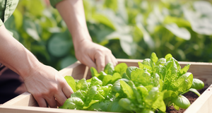 Green Thumbs Up: Tips for Growing Your Own Produce